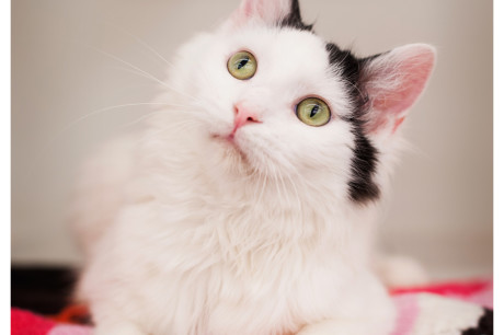 Photo of a white and black cat