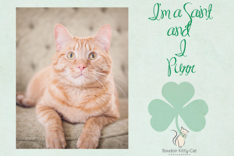 Cat Photo and St. Patrick's Day