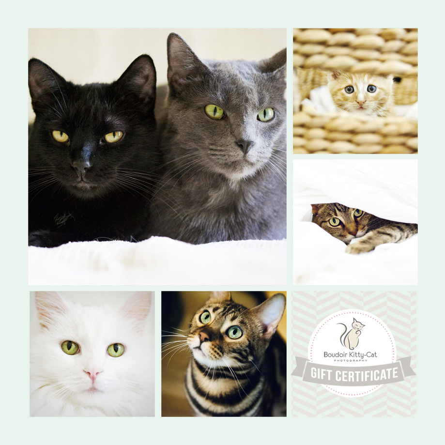 Boudoir Kitty-Cat Photography Gift Certificates