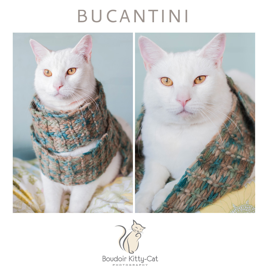 Safe Place For Animals Boudoir Kitty-Cat Adoption Portrait Bucantini-002