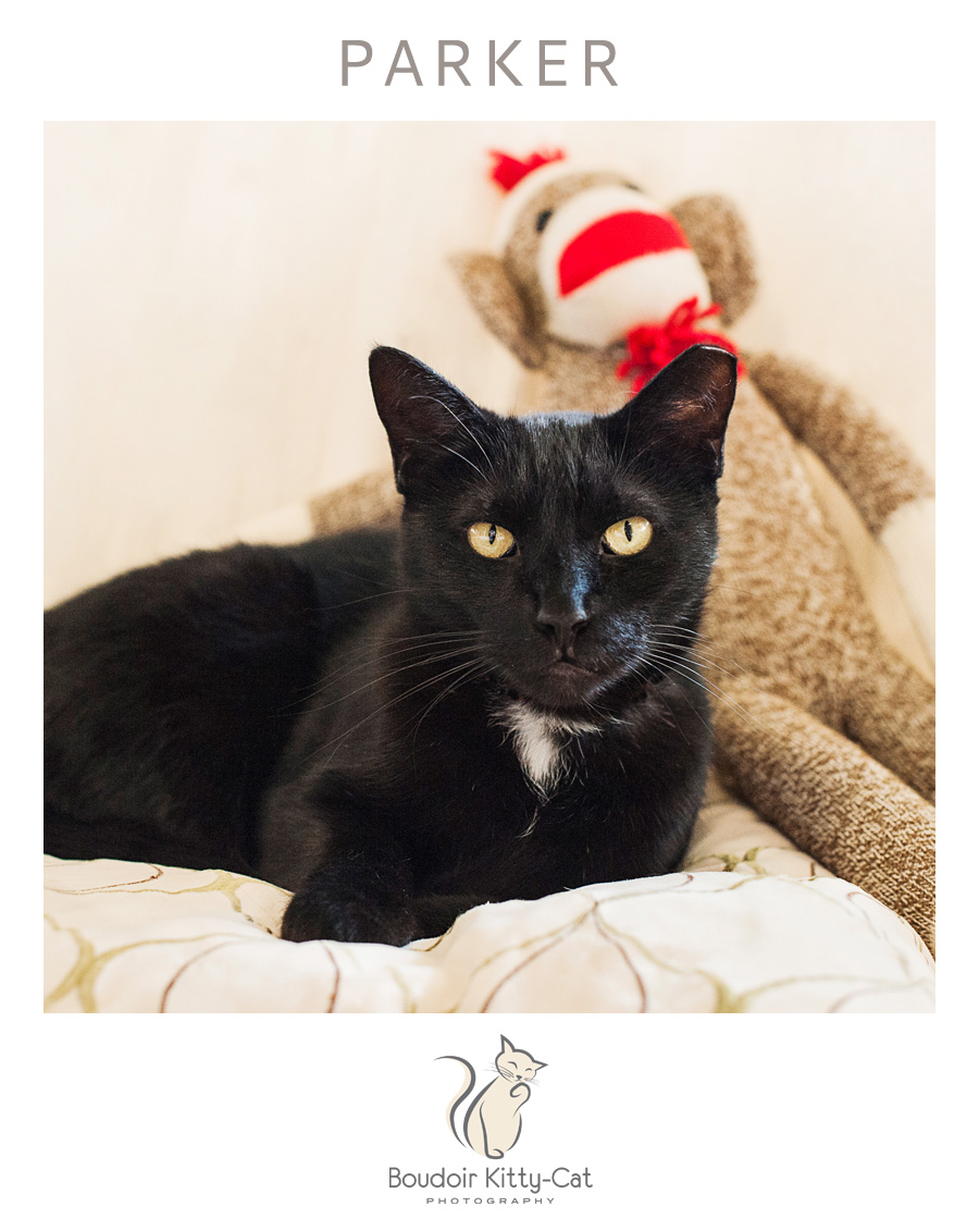 Safe Place For Animals Boudoir Kitty-Cat Adoption Portrait Parker-001