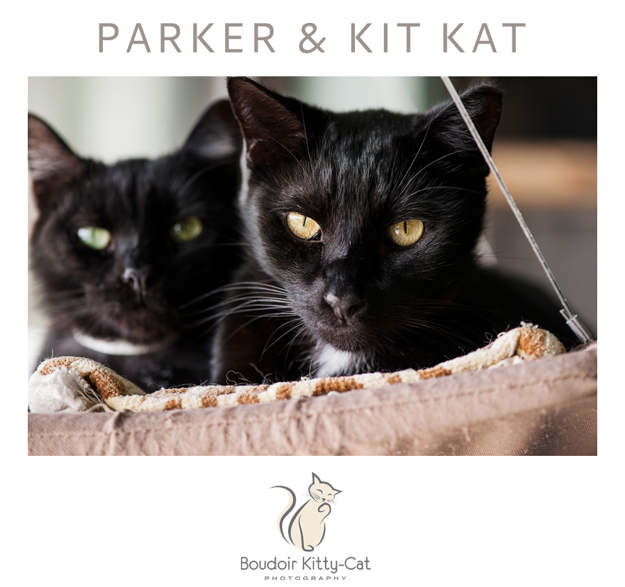 Safe Place For Animals Boudoir Kitty-Cat Adoption Portrait Parker and Kit Kat-001