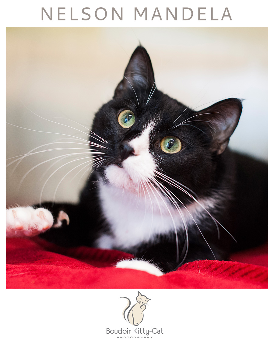 BoudoirKittyCatAdoptionPortrait NelsonMandela-001