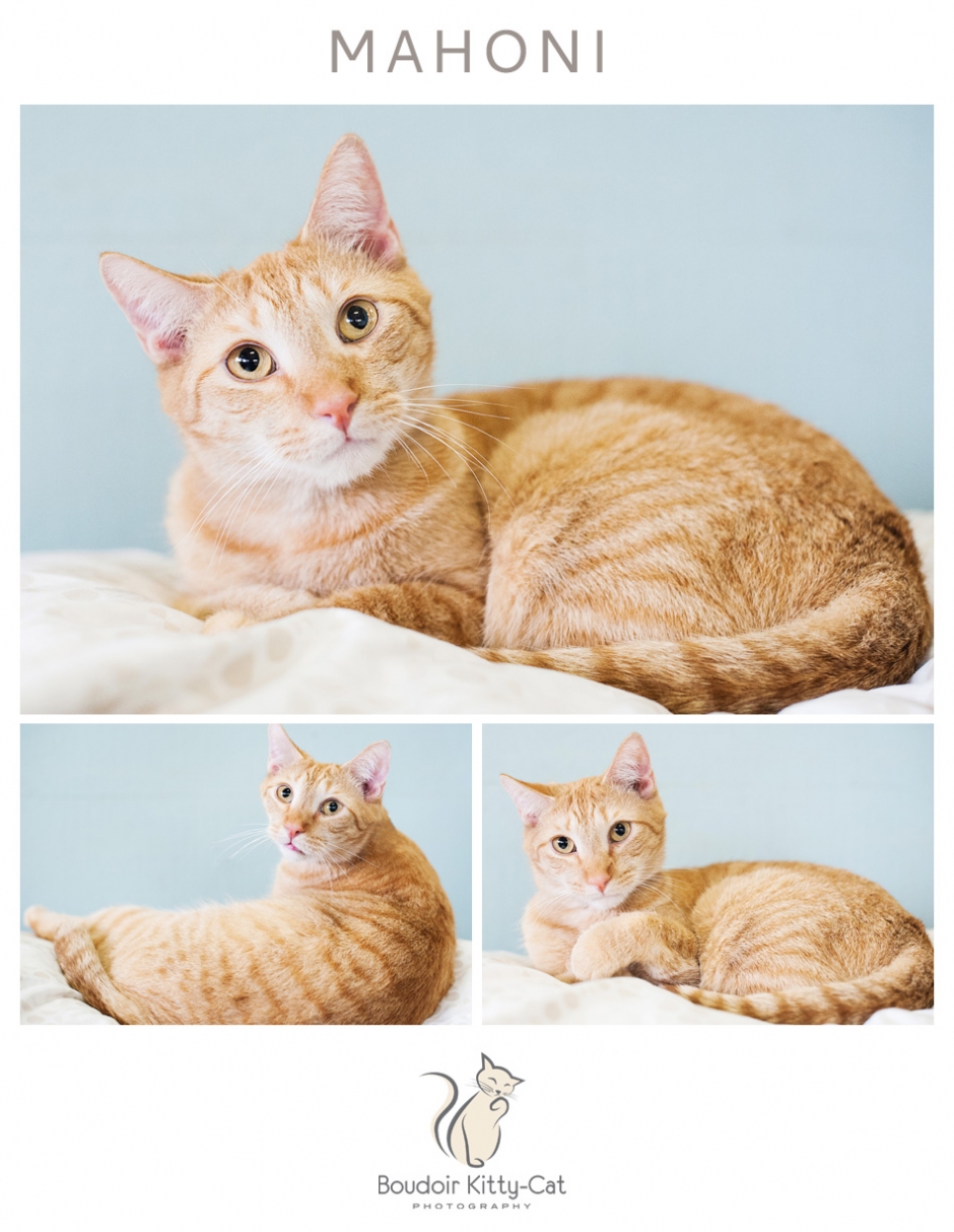 Safe Place For Animals Boudoir Kitty-Cat Adoption Portrait Mahoni-004