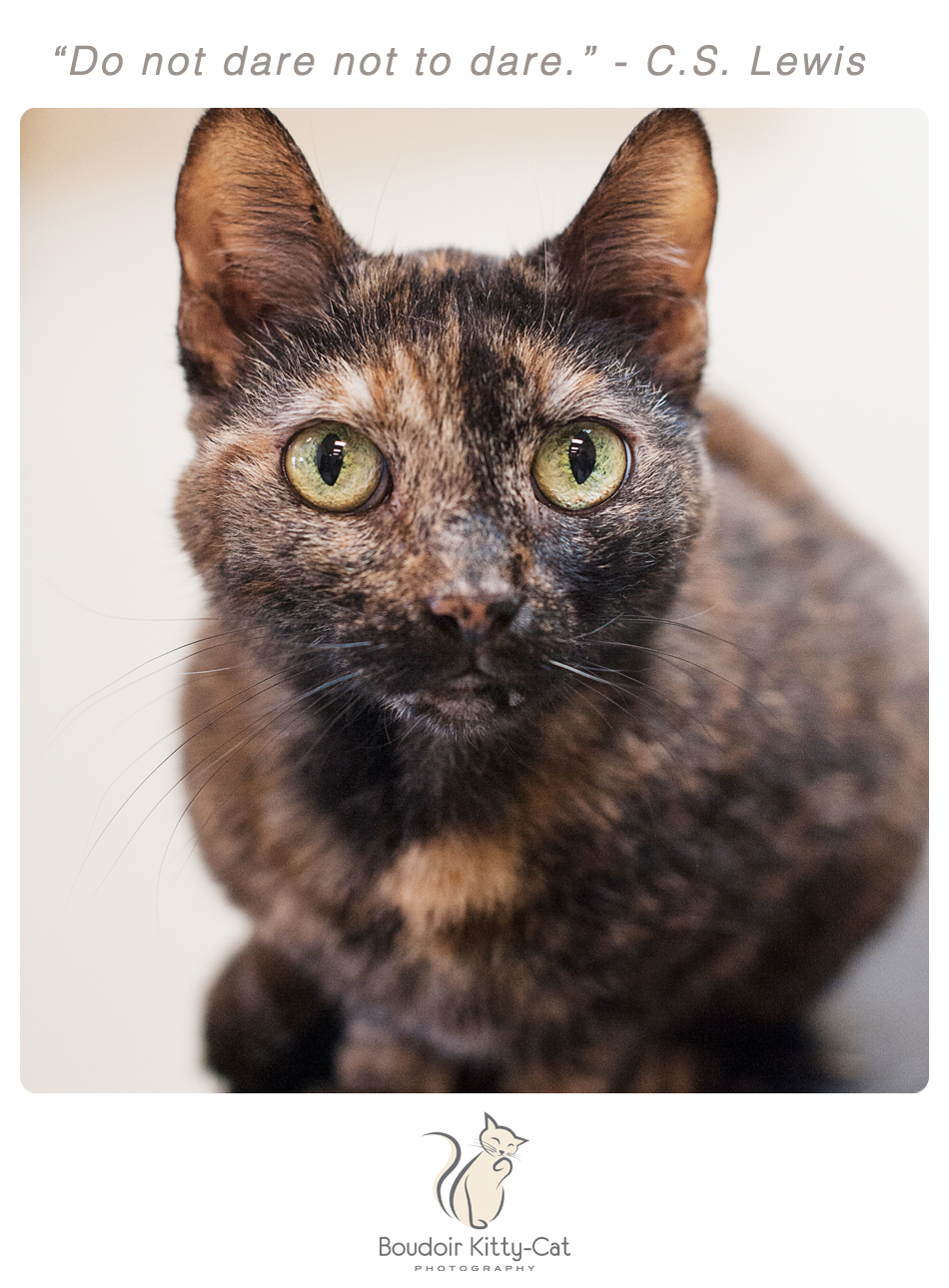 Boudoir Kitty-Cat Photography Presents The Inspired Cat Day-023
