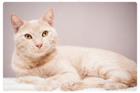 Buff tabby cat photo and Jospeph Campbell quote