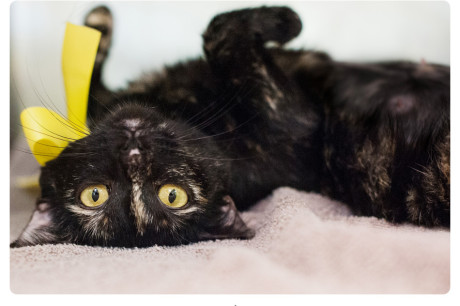 Torti cat photo and Stephen Hawking quote