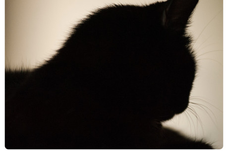 Black cat photo and an inspirational quote