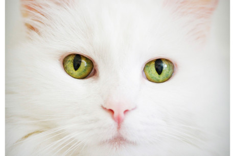 White cat photo and a Coco Chanel quote