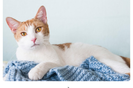 White and orange cat with Milton Berle quote