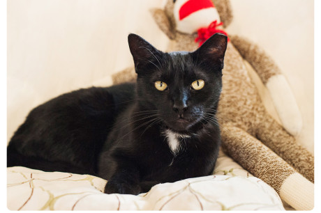 Black cat photo and inspirational quote