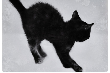 Photo of cat with arched back