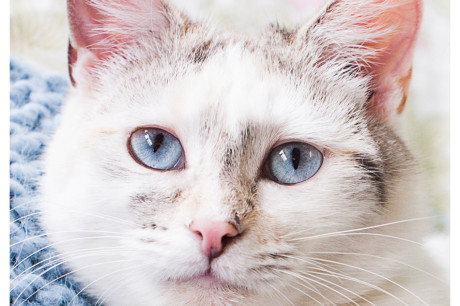 Siamese mix cat and inspirational quote