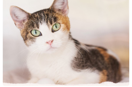 Cute cat photo and an inspirational quote