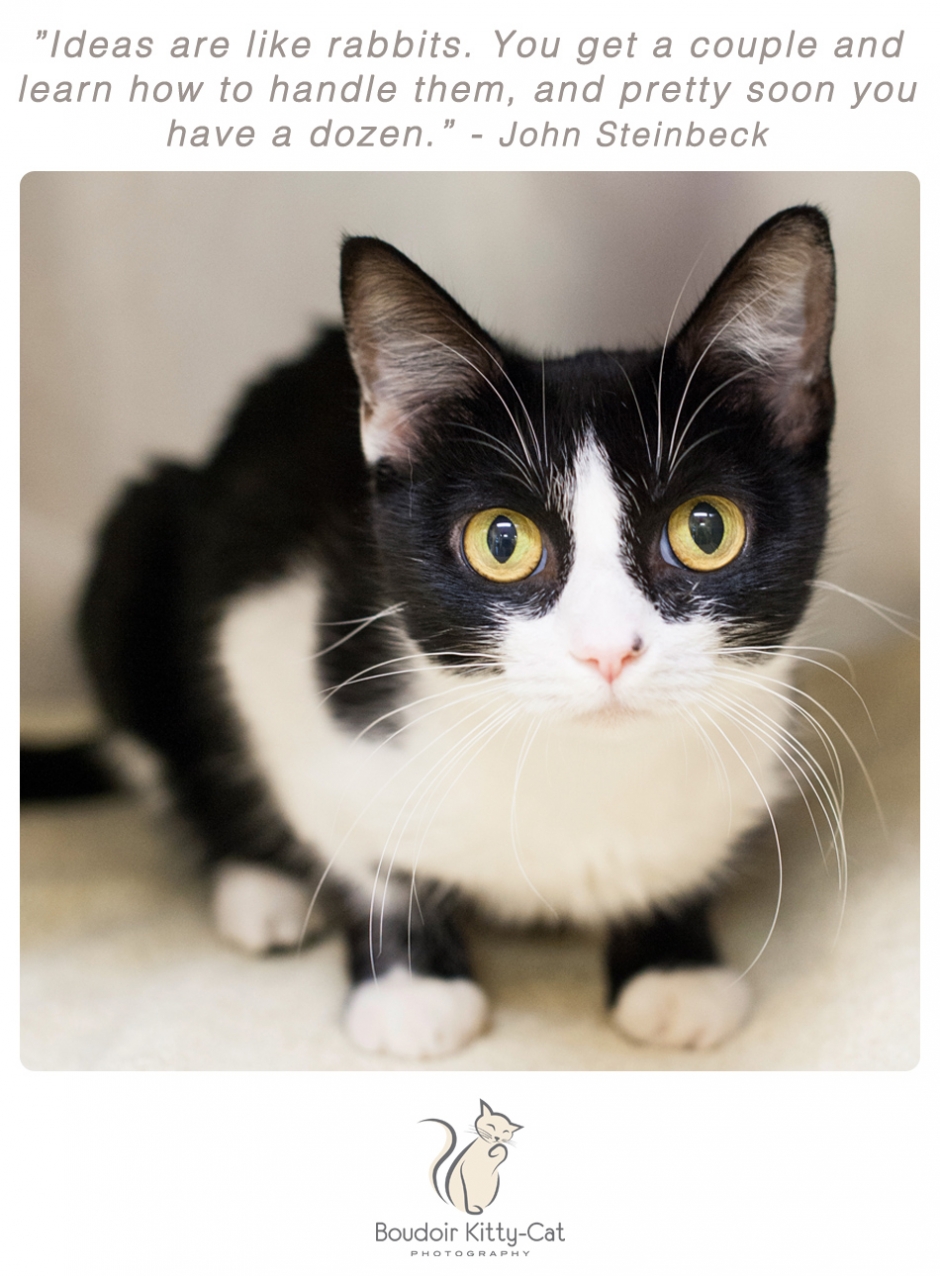 black and white cat photo