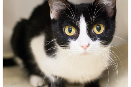 black and white cat photo