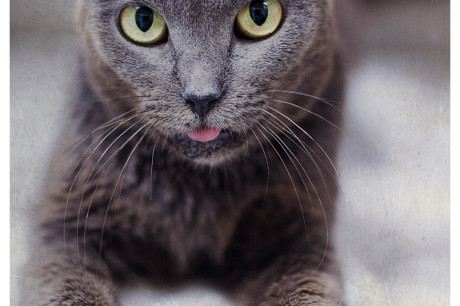 Russian blue cat photo