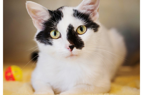 White and black cat photo