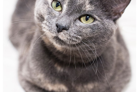 Dilute torti cat photo