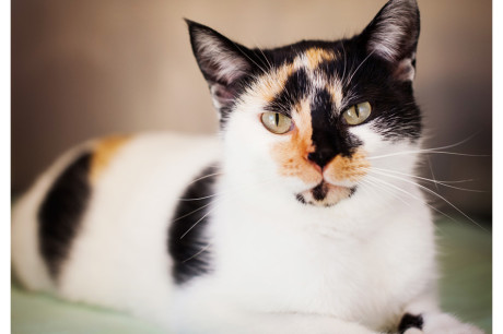 Calico cat photo