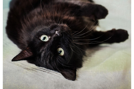 Long haired black cat photo