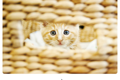 Orange tabby kitten photo