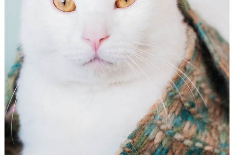 White cat photo
