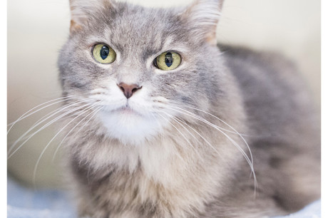 Long haired gray cat photo