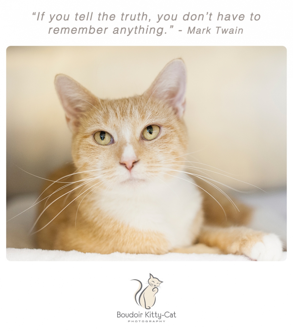 Orange and white cat photo