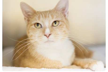 Orange and white cat photo