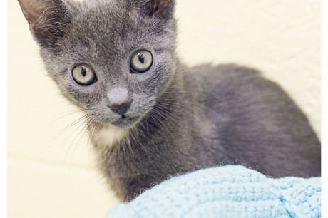 Gray and white kitten photo