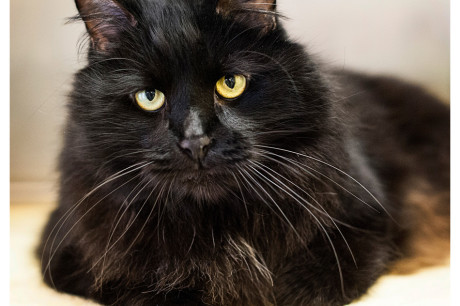 Long haired black cat photo