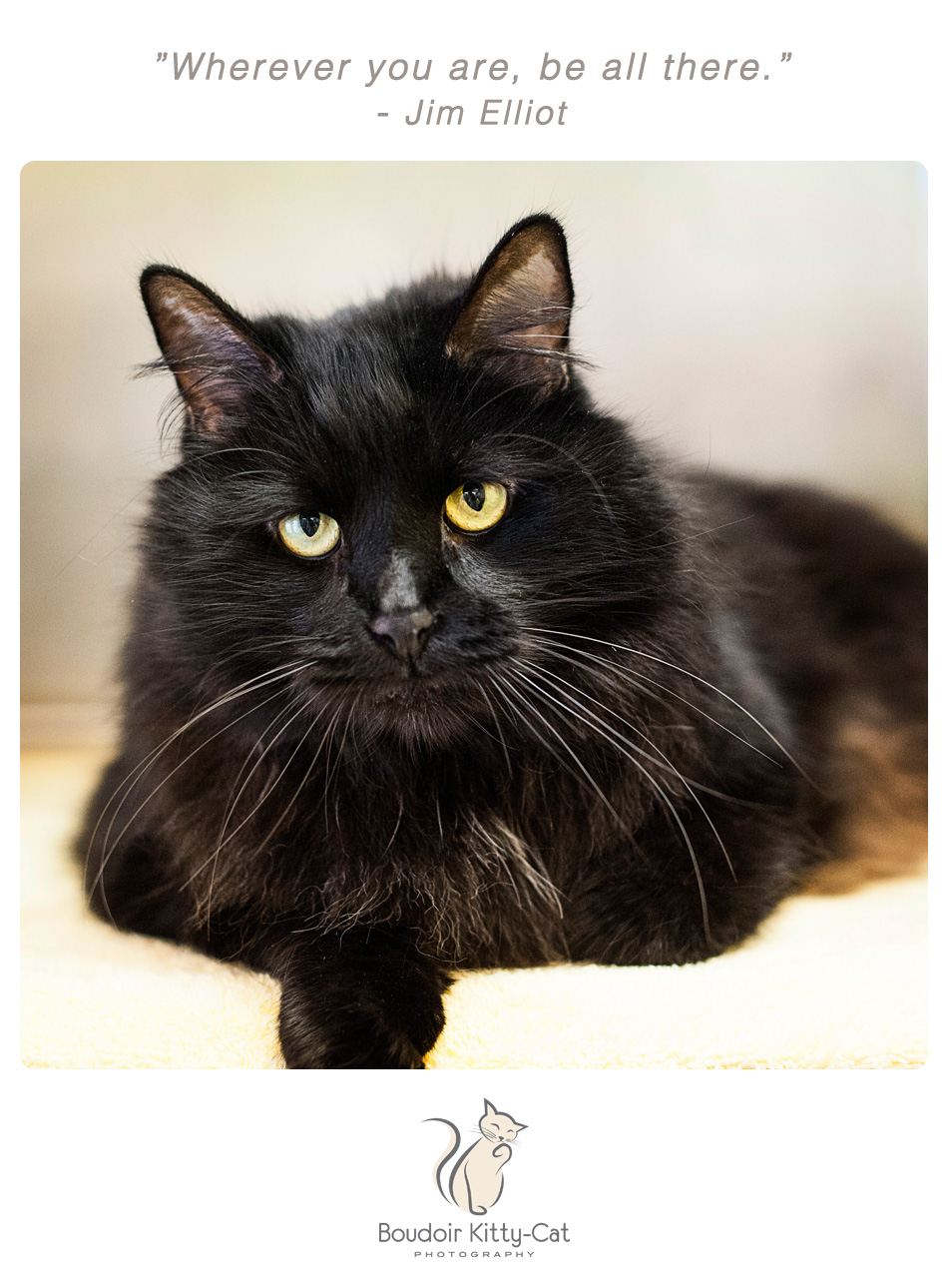 Long haired black cat photo