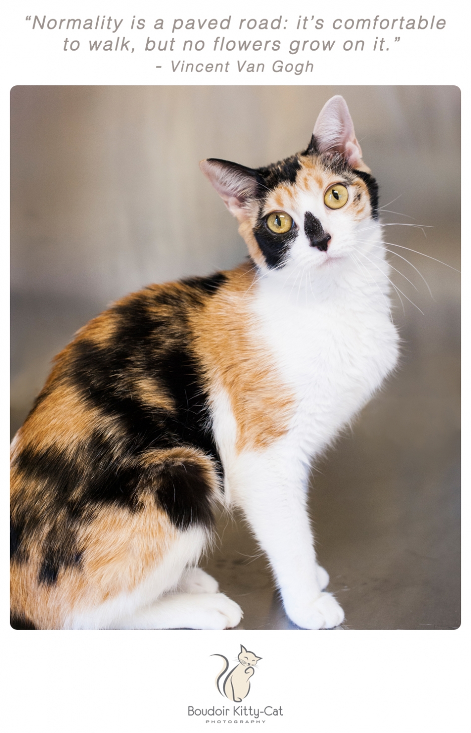Calico cat photo