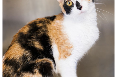 Calico cat photo