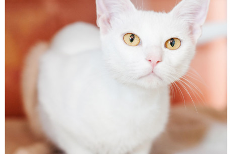 White cat