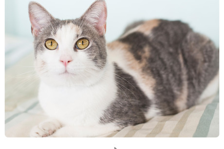 Dilute calico cat