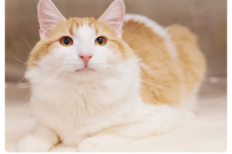 Orange and white cat