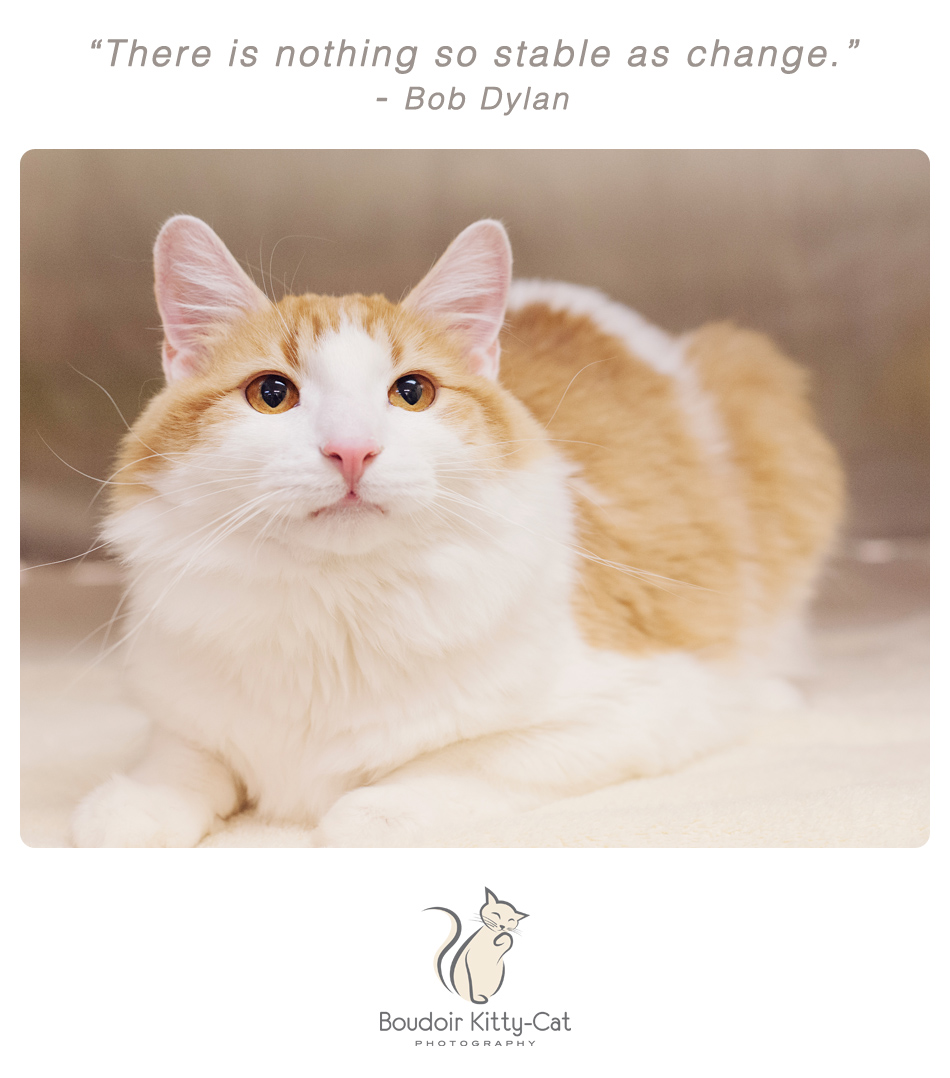 Orange and white cat