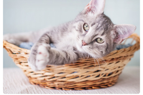 Gray and white tabby kitten