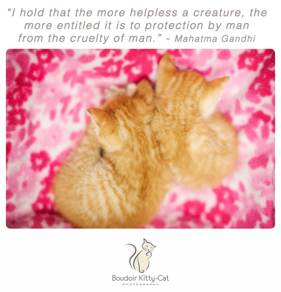 Ginger kittens