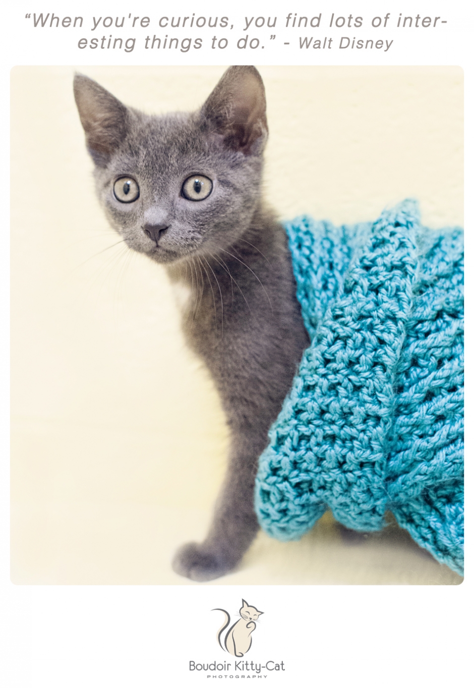 Russian blue kitten photo
