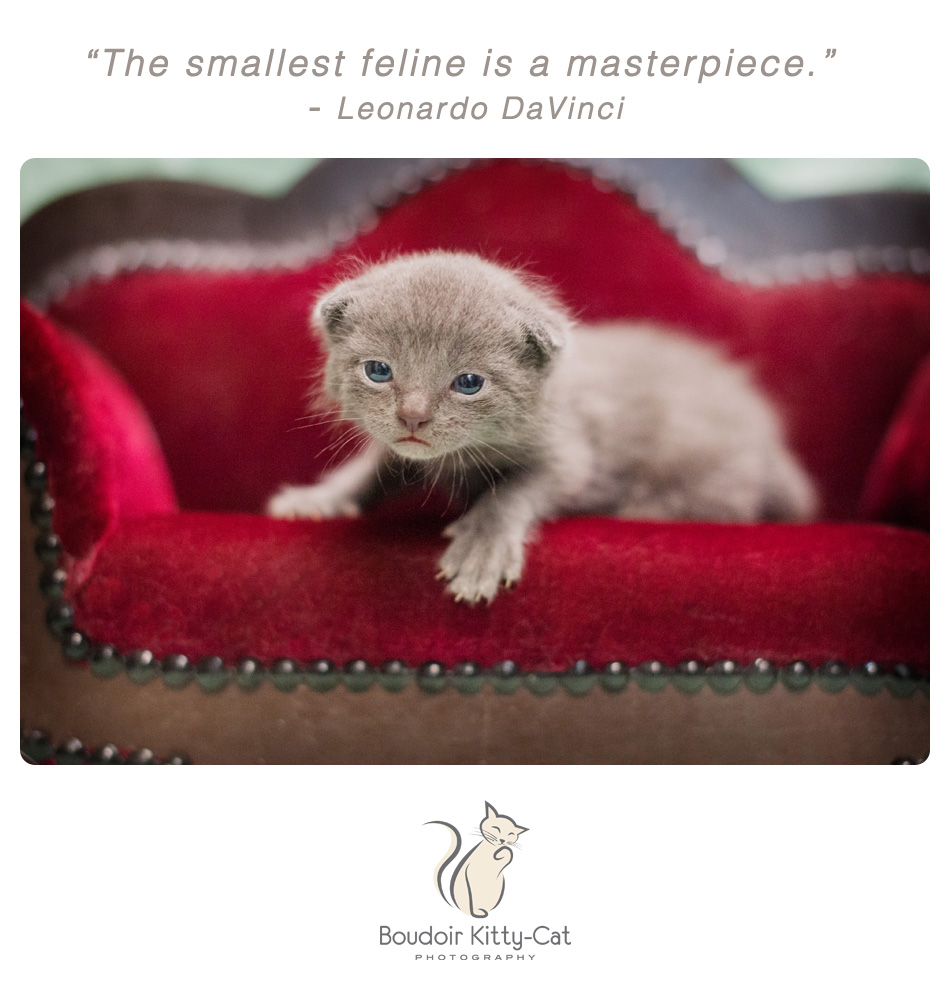 Photo of a gray baby kitten