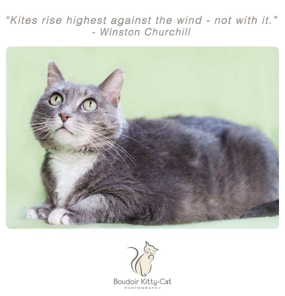 Boudoir Kitty-Cat Photography Presents The Inspired Cat Day-171