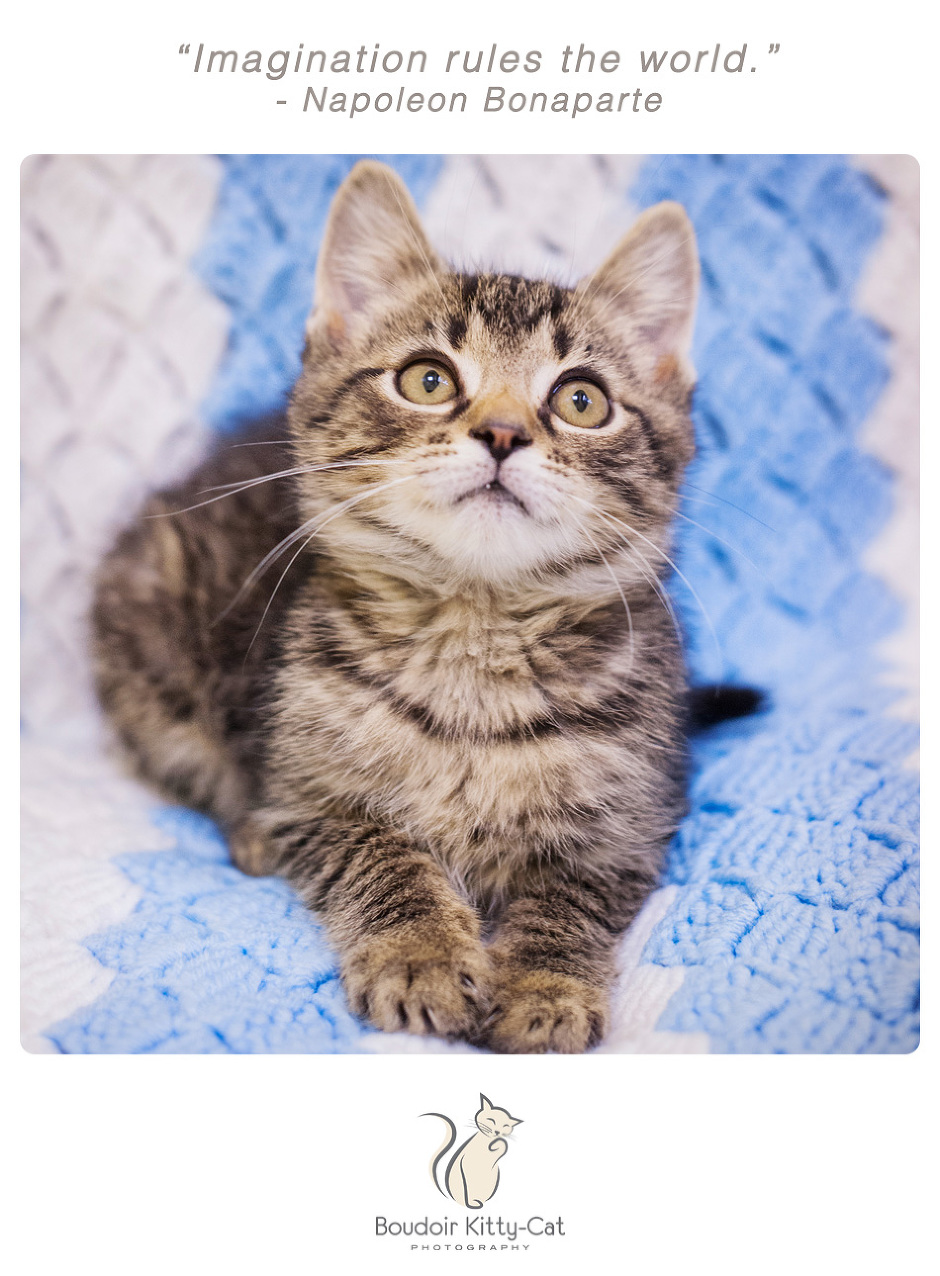 Photo of a brown tabby kitten