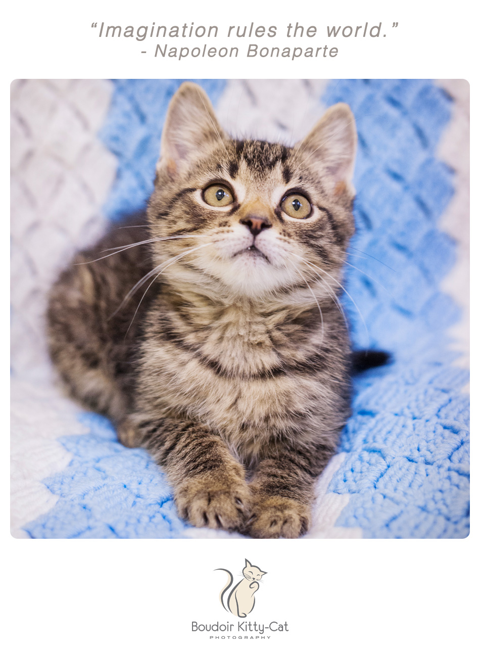 Photo of a brown tabby kitten