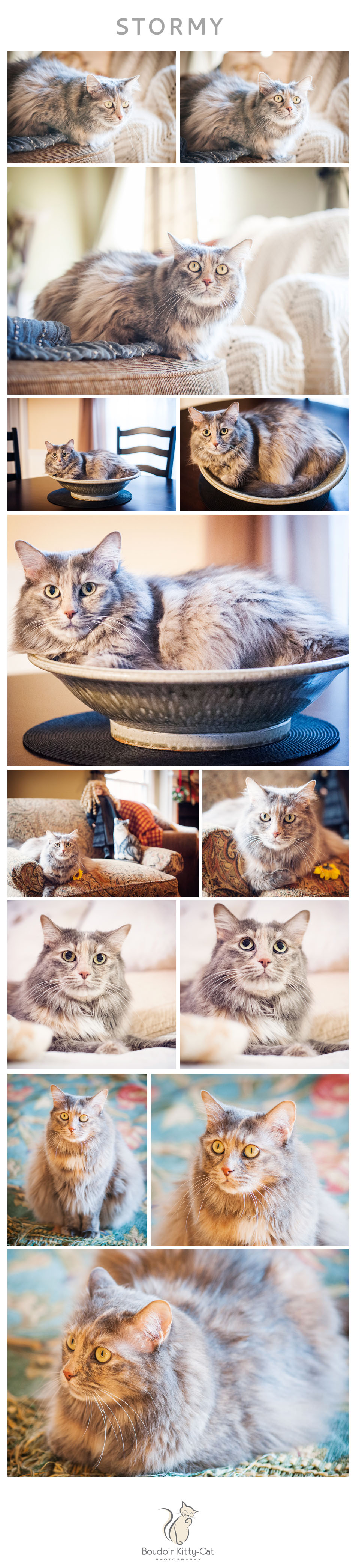 Photos of a long haired gray tabby cat