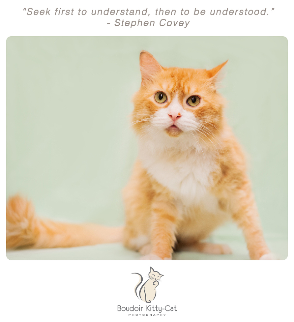 Photo of an orange and white tabby cat