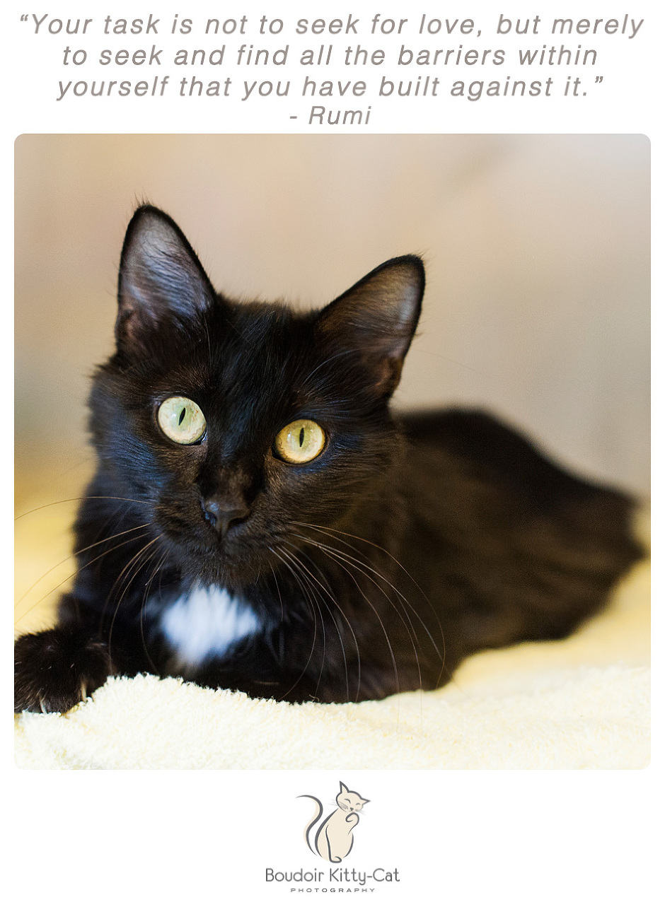 Photo of a black and white cat