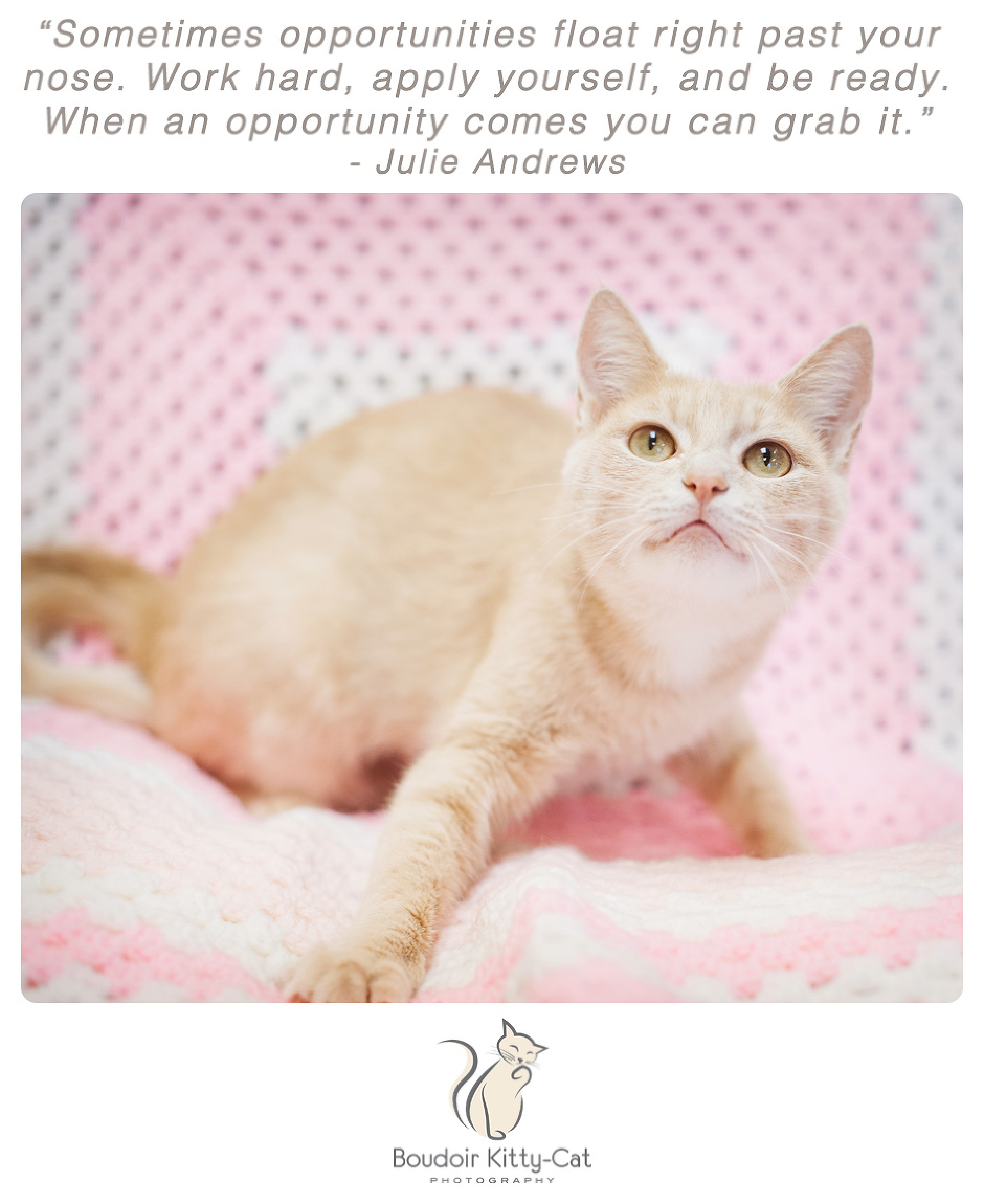 Photo of a buff tabby cat